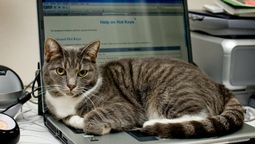 Es muy común que los gatos se recuesten sobre el teclado de la computadora.