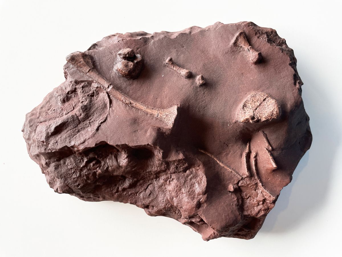 Descubrimiento ancestral en Mallorca sorprende a la arqueología: vivió hace 270 millones de años Descubrimiento ancestral en Mallorca sorprende a la arqueología: vivió hace 270 millones de años