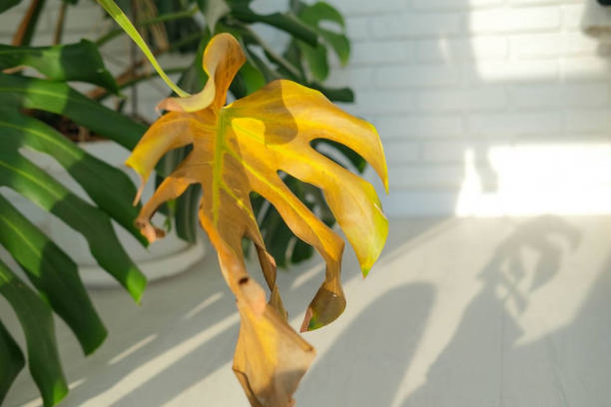 Así debes cuidar tus plantas de interior para que sus hojas no se sequen. Así debes cuidar tus plantas de interior para que sus hojas no se sequen.