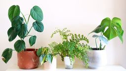 Las 5 plantas de interior ideales para sumar en espacios pequeños y decorar tu hogar