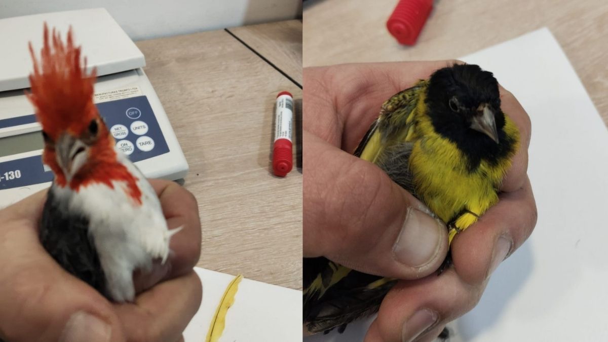 Algunas de las aves incautadas en el Paso Cristo Redentor a contrabandistas. Algunas de las aves incautadas en el Paso Cristo Redentor a contrabandistas.