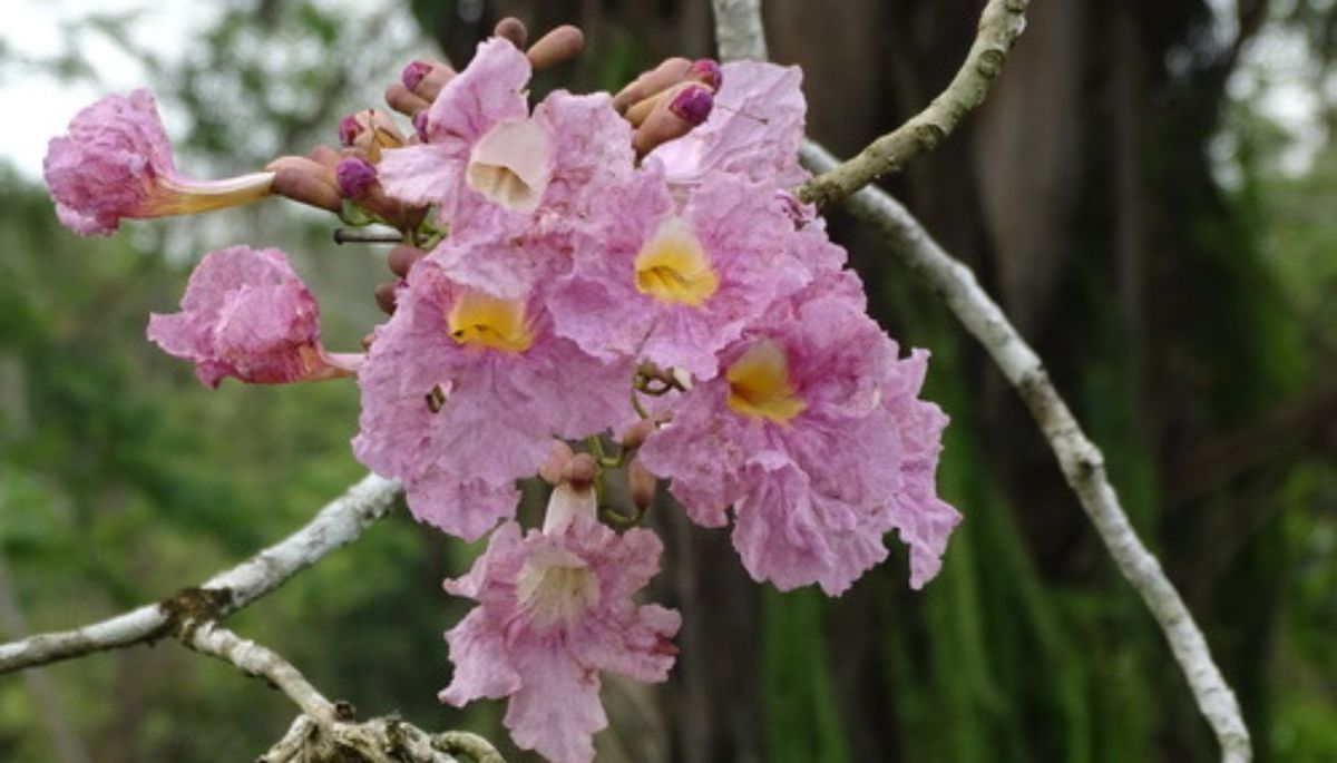 El Tabebuia rosea pertenece al mismo grupo botánico de varios árboles ornamentales de Latinoamérica, lo que explica por qué su floración recuerda tanto a la de las jacarandas. El Tabebuia rosea pertenece al mismo grupo botánico de varios árboles ornamentales de Latinoamérica, lo que explica por qué su floración recuerda tanto a la de las jacarandas.
