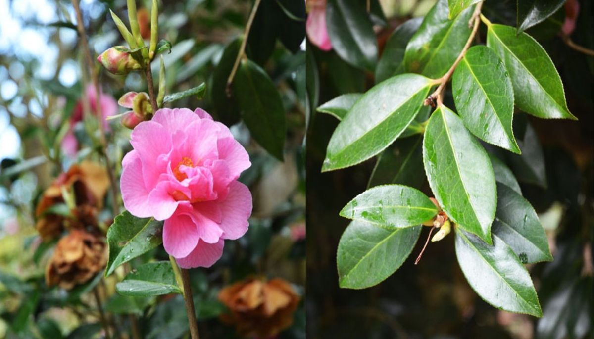 Esta planta produce flores muy grandes, y semidobles. Esta planta produce flores muy grandes, y semidobles.