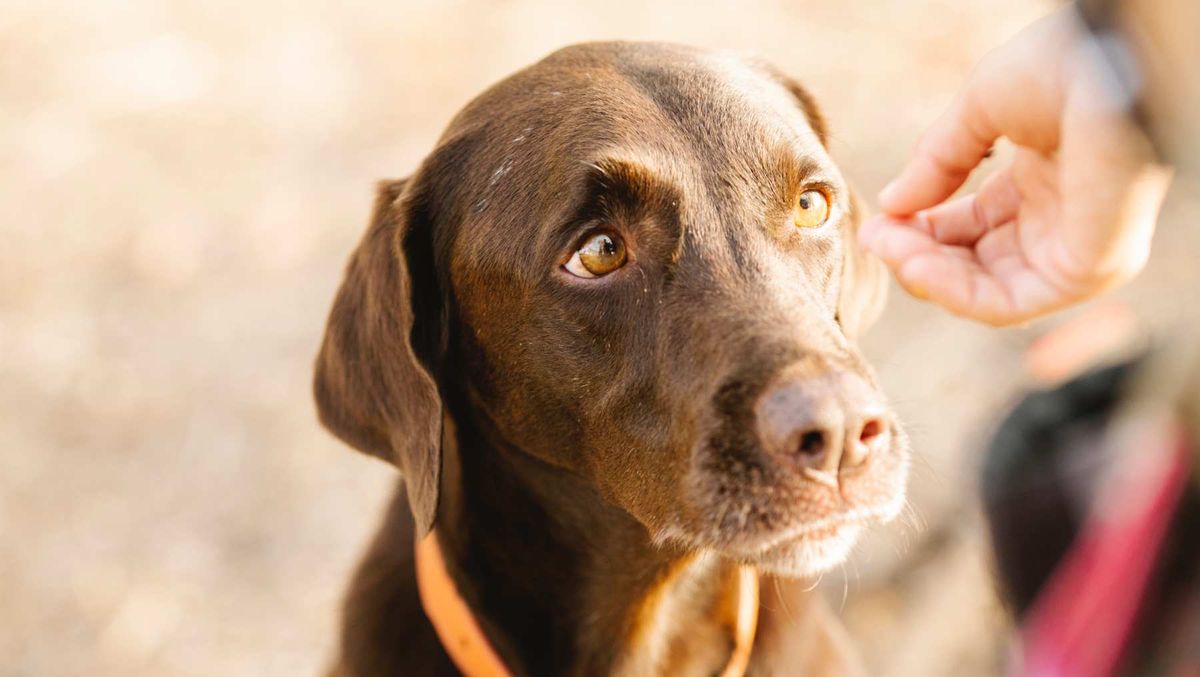 Perros con cabeza grande: la condición que puede darse en los ojos y genera diversos problemas Perros con cabeza grande: la condición que puede darse en los ojos y genera diversos problemas