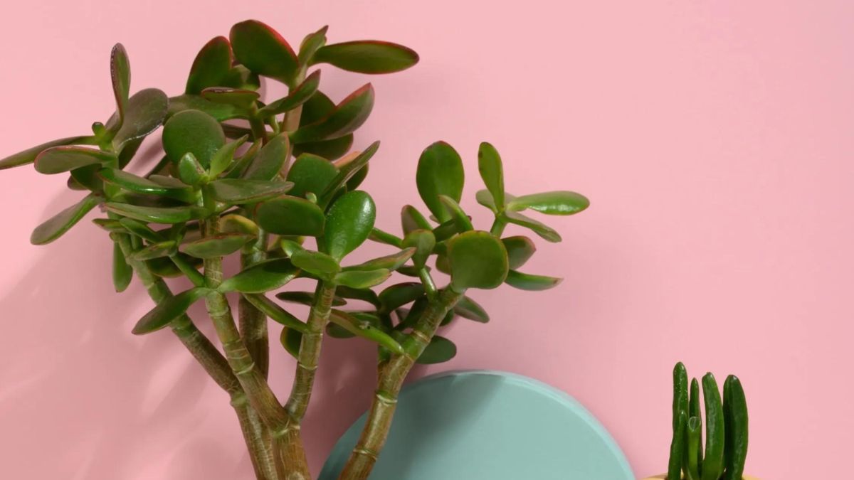 Árbol de Jade. Árbol de Jade.