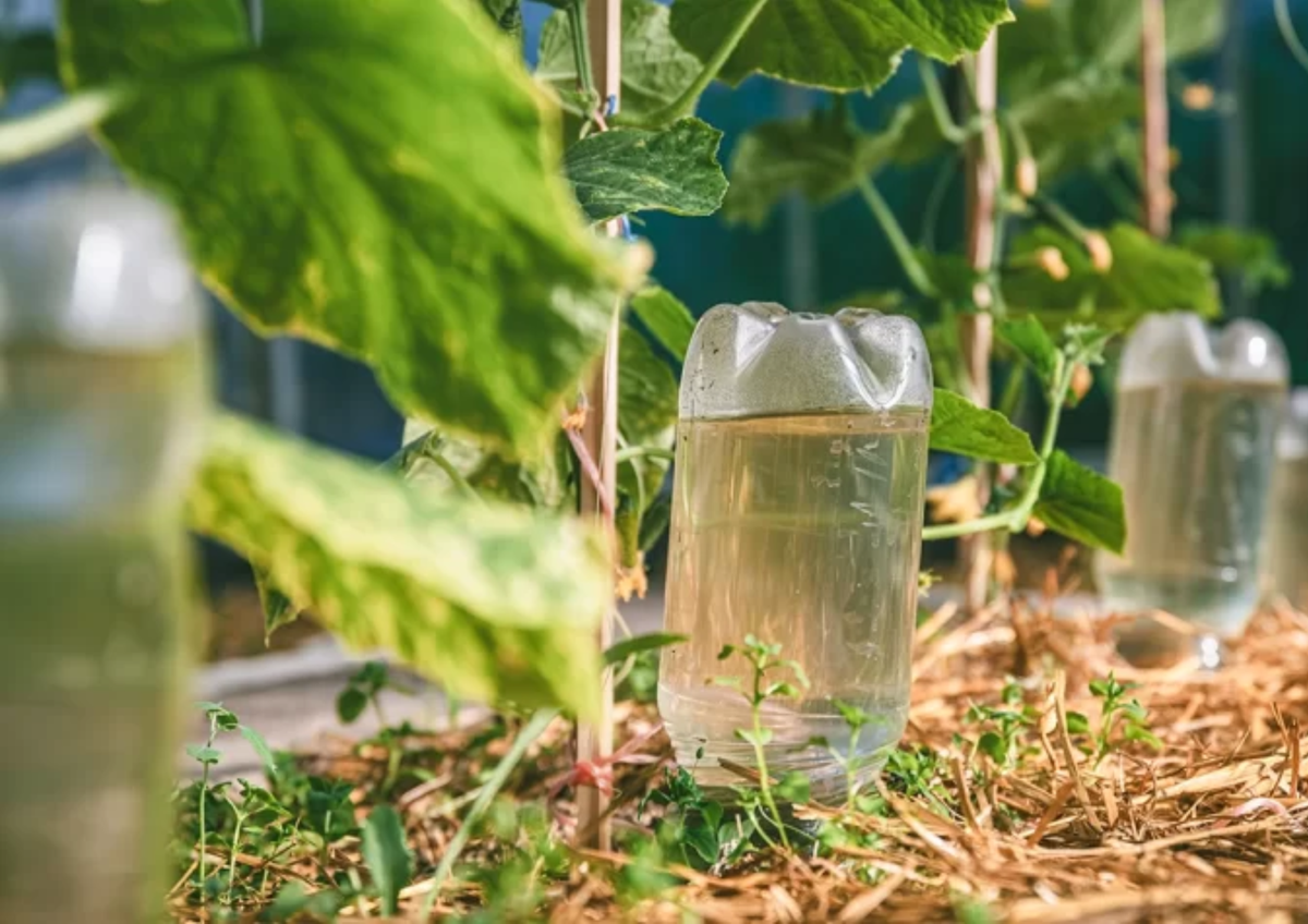 Un truco casero para regar las plantas sin estar en casa 