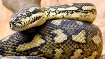 Quedó en shock al encontrar una pitón en su cama