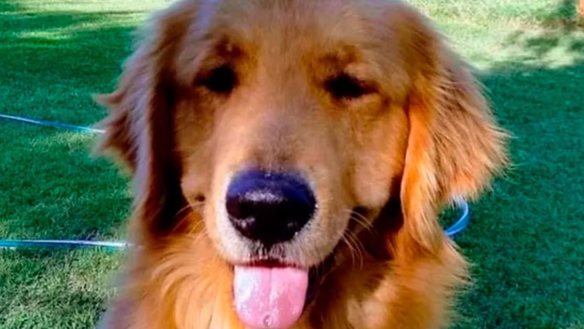 Detuvieron e imputaron a un militar retirado por el envenenamiento de perros en la localidad de Magdalena