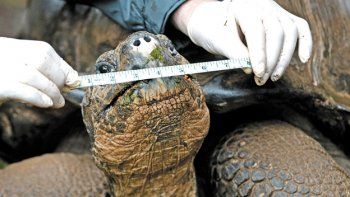 Rescatan en China 620 tortugas, la mayoría en peligro de extinción