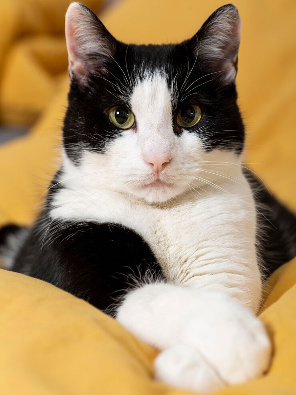 Hay colores que los gatos no perciben con exactitud y esto los pone molestos. Hay colores que los gatos no perciben con exactitud y esto los pone molestos.