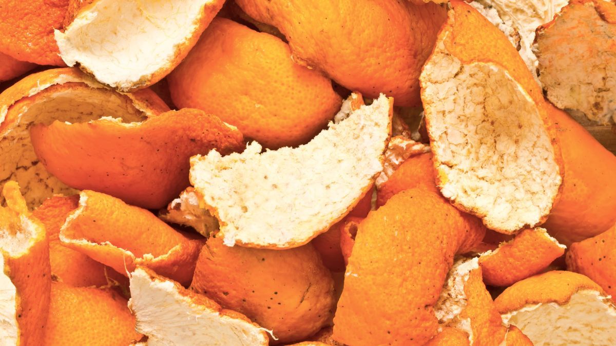 Las cáscaras de naranja pueden darte grandes beneficios si no son desperdiciadas. Las cáscaras de naranja pueden darte grandes beneficios si no son desperdiciadas. 