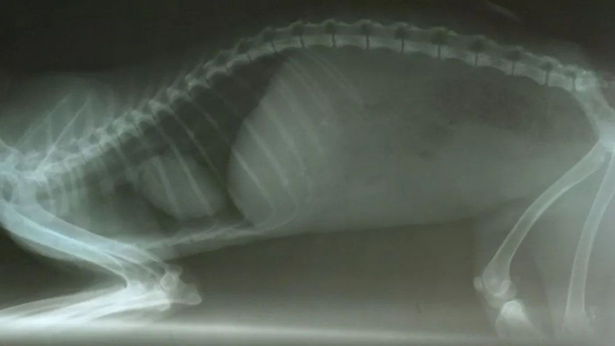 Los veterinarios de la Fundación Cullunche no vieron lesiones en la radiografía que le hicieron al zorrito de 6 meses.