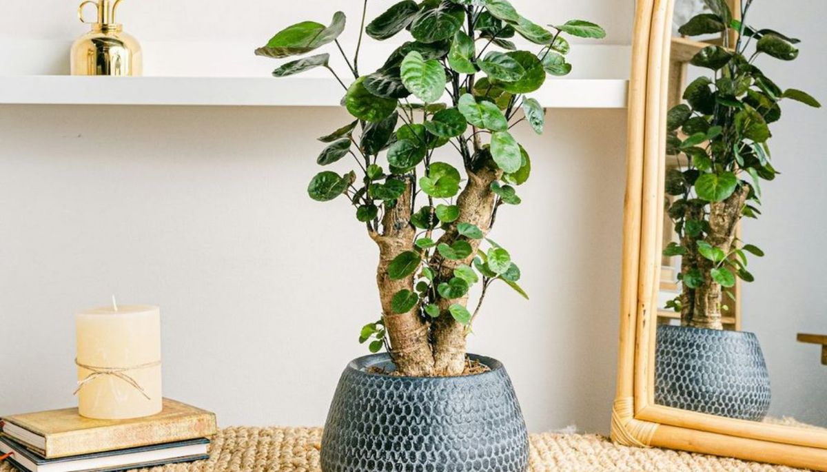 El árbol que se puede cultivar en maceta y es apto para principiantes