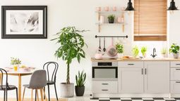 lejos del jardin: 7 plantas que puedes mantener en tu cocina sin riesgos