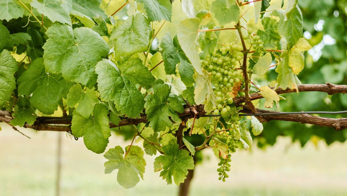Si tienes parras de uva en tu casa, sabrás que los pájaros se alimentan de esas uvas durante el verano, haciendo que tu patio sea un verdadero desastre. Si tienes parras de uva en tu casa, sabrás que los pájaros se alimentan de esas uvas durante el verano, haciendo que tu patio sea un verdadero desastre.