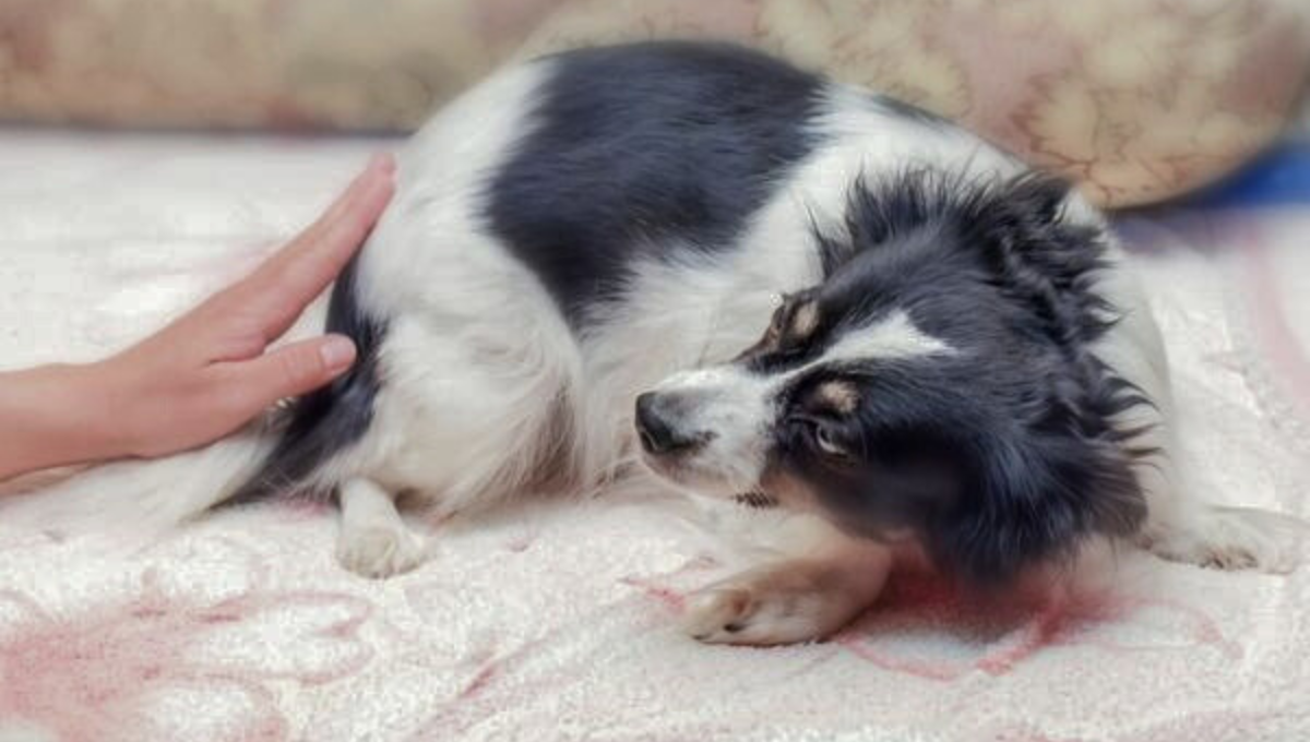 Qué significa que mi perro tiemble cuando me acerco