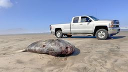 El enorme pez que apareció en la playa.