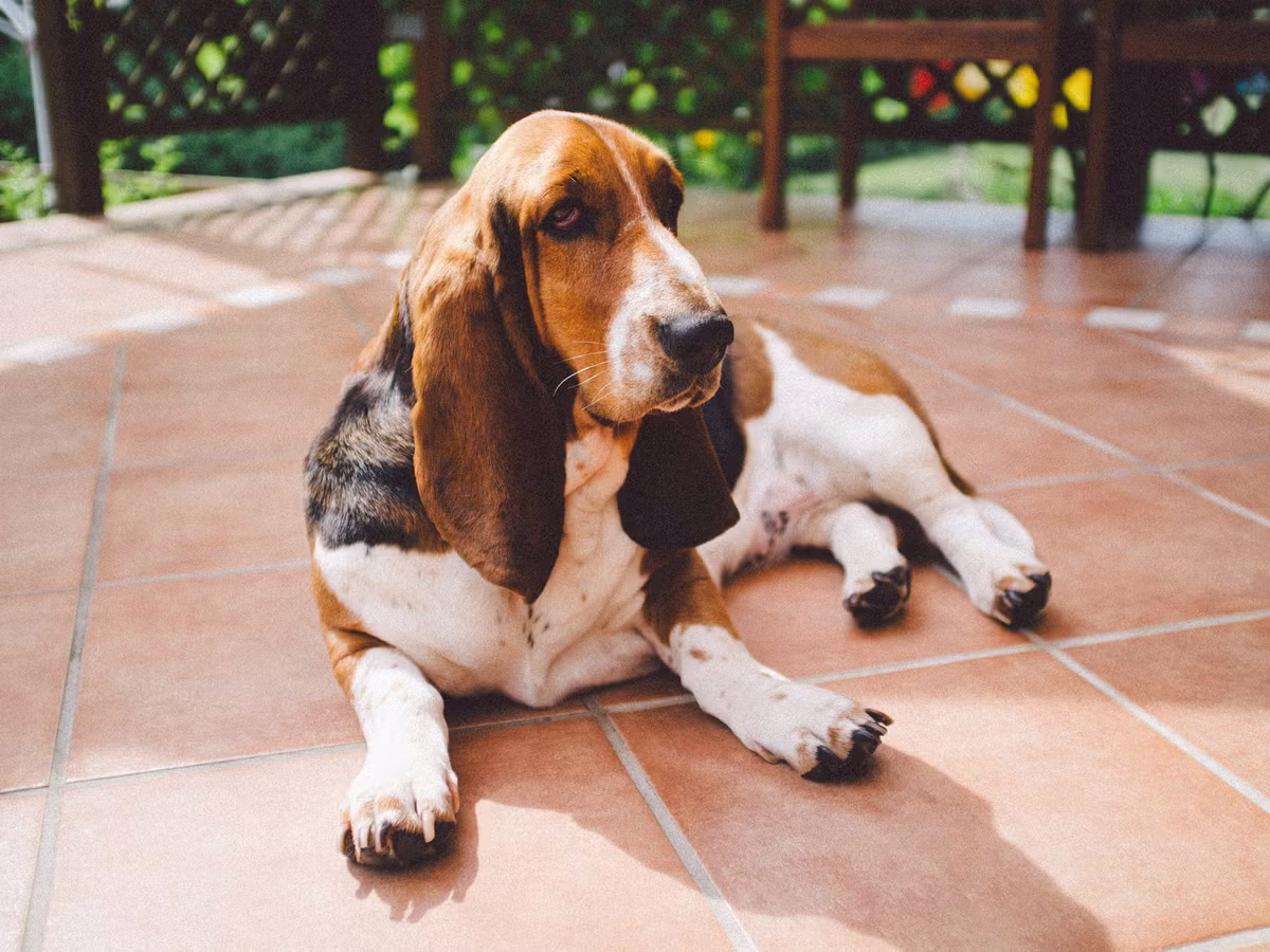 El truco de adiestramiento canino para enseñarle a tu perro a echarse en el suelo El truco de adiestramiento canino para enseñarle a tu perro a echarse en el suelo