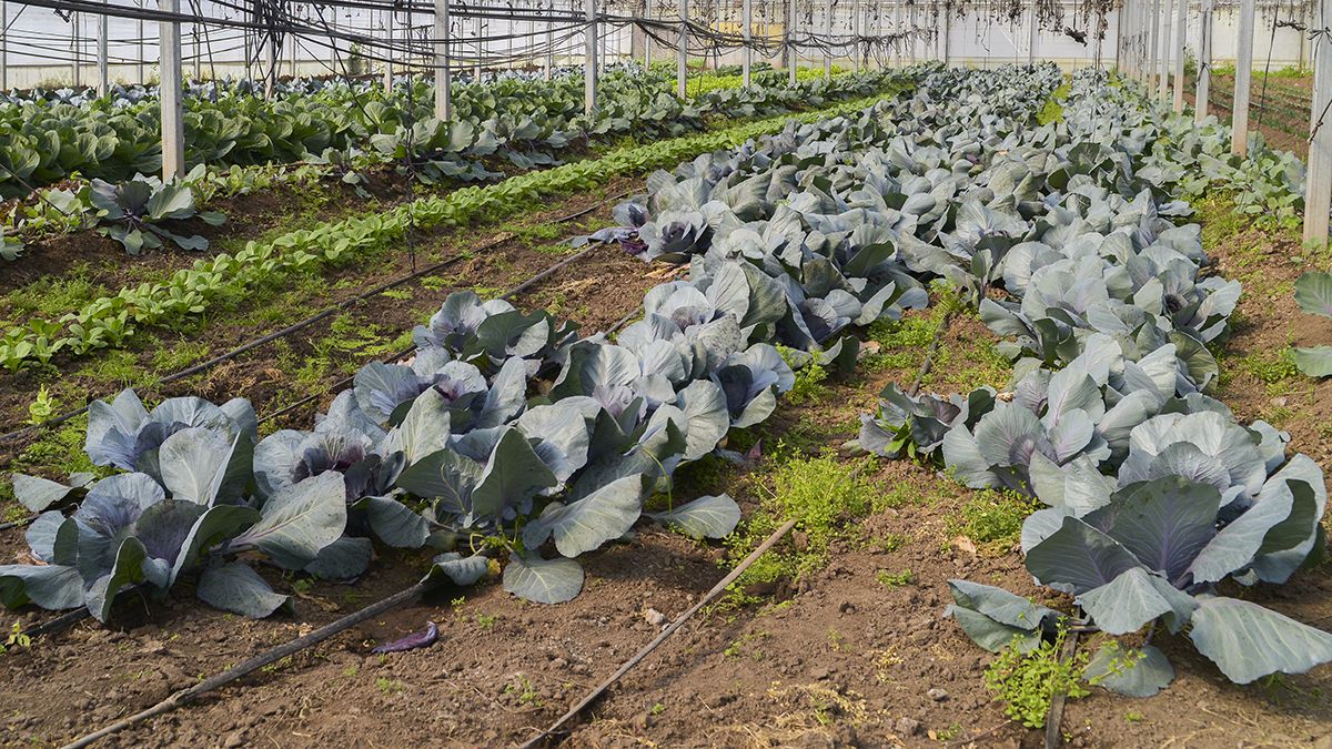 Diputados tratan beneficios para productores orgánicos.