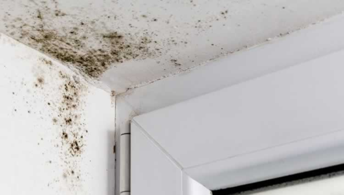Dile adiós moho y a la humedad 