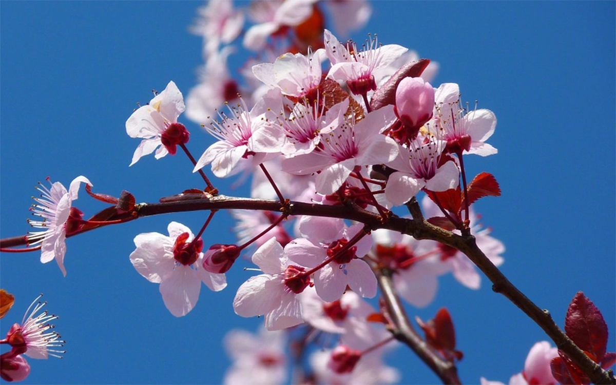 Las semillas, las hojas y los tallos de los cerezos en flor son tóxicos para perros, gatos y caballos. Imagen: Pexels. Las semillas, las hojas y los tallos de los cerezos en flor son tóxicos para perros, gatos y caballos. Imagen: Pexels.