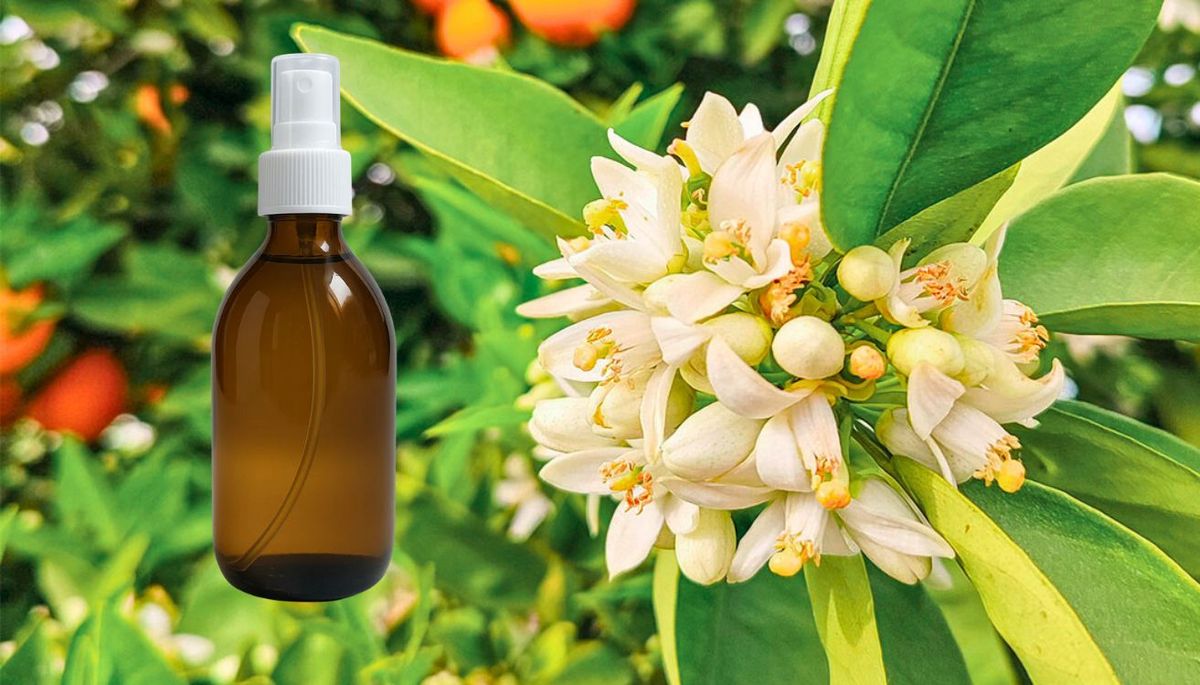 Prepara un aromatizante de flores de azahar. Imagen: Redacción Diario Uno Prepara un aromatizante de flores de azahar. Imagen: Redacción Diario Uno