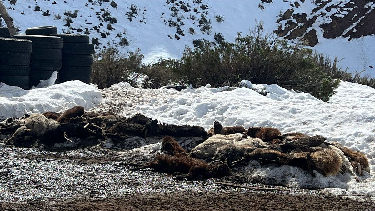 Los puesteros buscan a sus animales, ya que muchos murieron como consecuencia de la intensa nevada de la semana pasada. Los puesteros buscan a sus animales, ya que muchos murieron como consecuencia de la intensa nevada de la semana pasada.