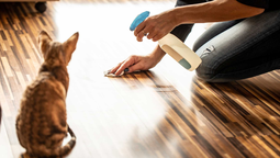 El efectivo truco casero con vinagre para quitar el olor a pipí de gato.