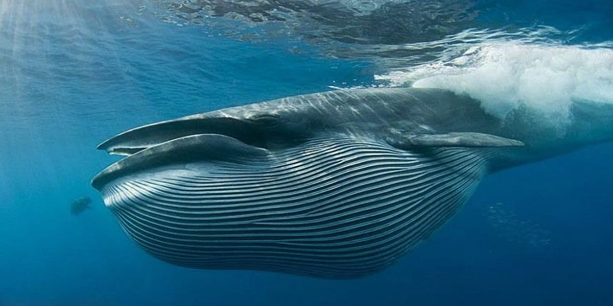 Descubrimiento después de 200.000 horas evidencia la inteligencia de las ballenas Descubrimiento después de 200.000 horas evidencia la inteligencia de las ballenas