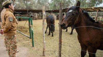 La Policía Rural recuperó 11 caballos y detuvo a un hombre por un presunto caso de abigeato en el Sur La Policía Rural recuperó 11 caballos y detuvo a un hombre por un presunto caso de abigeato en el Sur