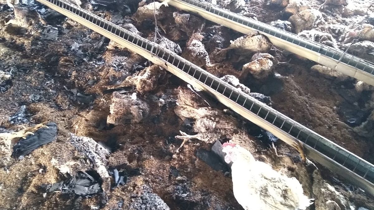 Los cuerpos calcinados de gallinas, de una avícola quemada en las Sierras cordobesas. 