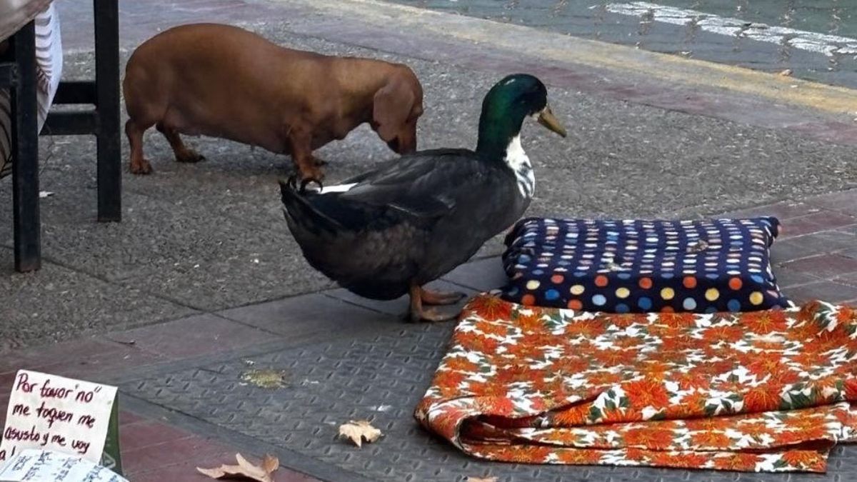 El pato Juan