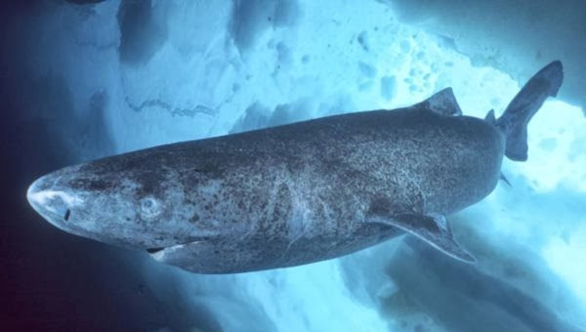 Puede alcanzar hasta 4.4 metros de longitud, aunque se cree que algunos individuos pueden llegar a los 7 metros Puede alcanzar hasta 4.4 metros de longitud, aunque se cree que algunos individuos pueden llegar a los 7 metros