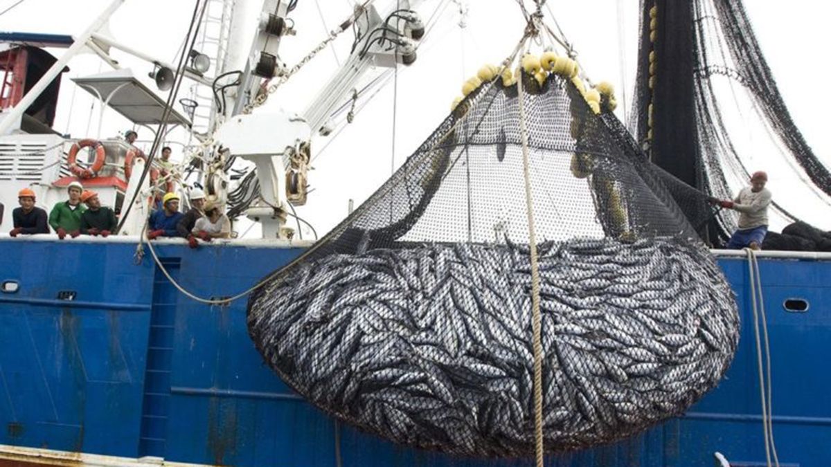 Pesca ilegal de merluza (Foto ilustrativa).