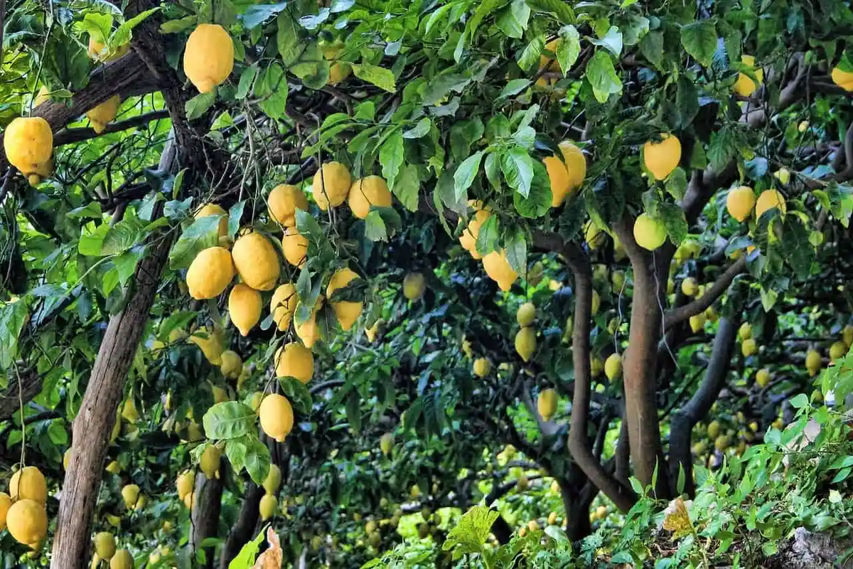 Esta práctica protege al árbol limonero de enfermedades Esta práctica protege al árbol limonero de enfermedades
