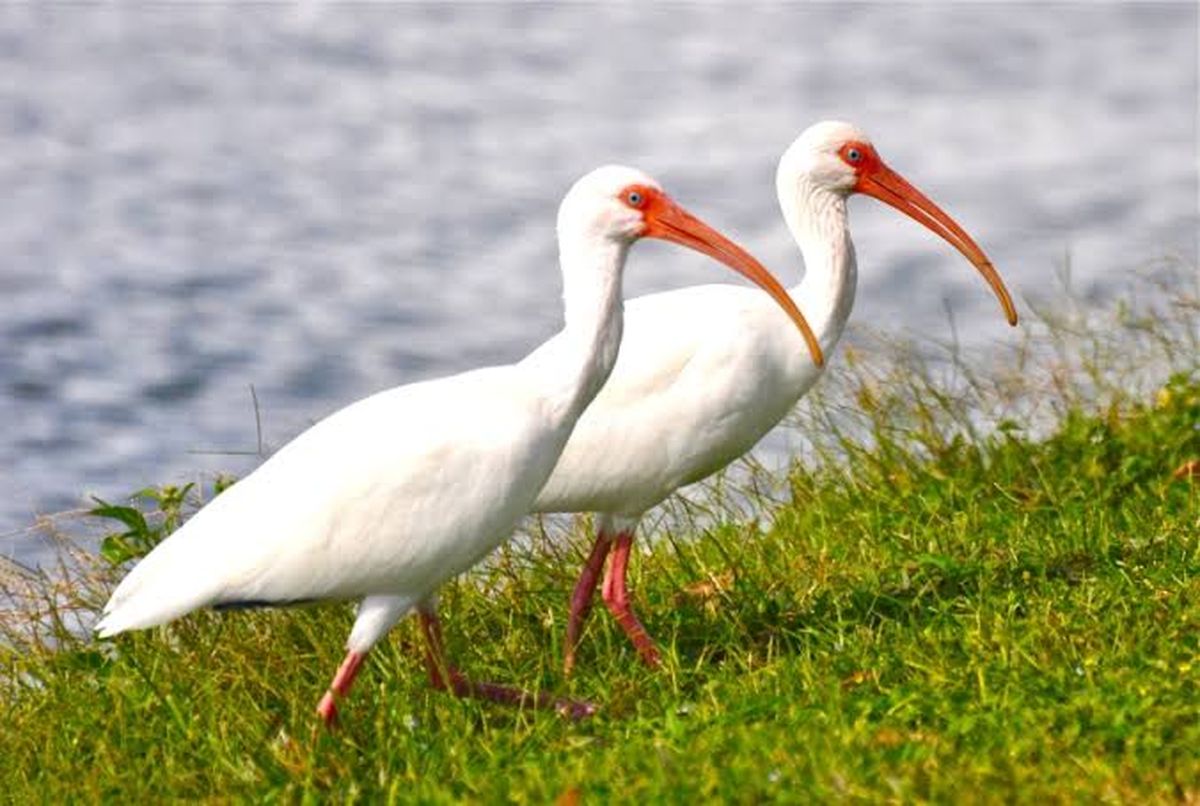 El Ibis Blanco es una especie de ave popular en Florida. El Ibis Blanco es una especie de ave popular en Florida.