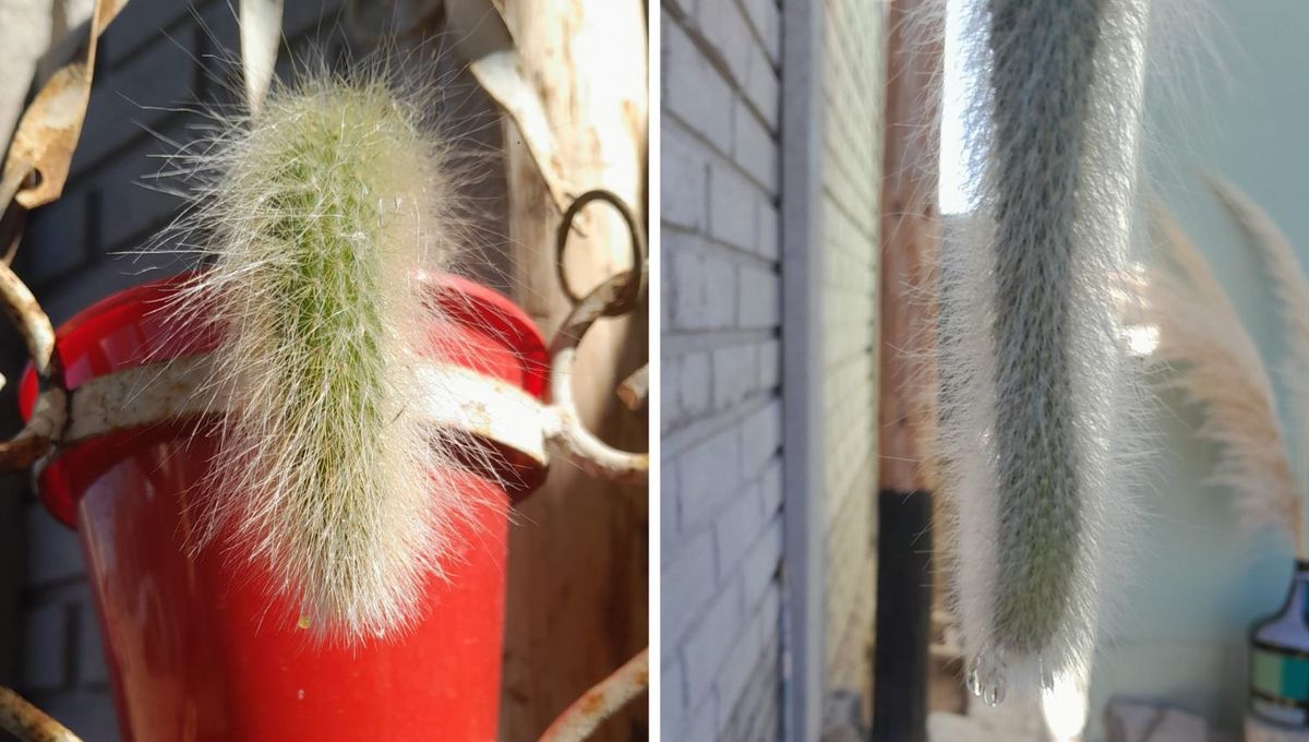 Cola de mono Cola de mono