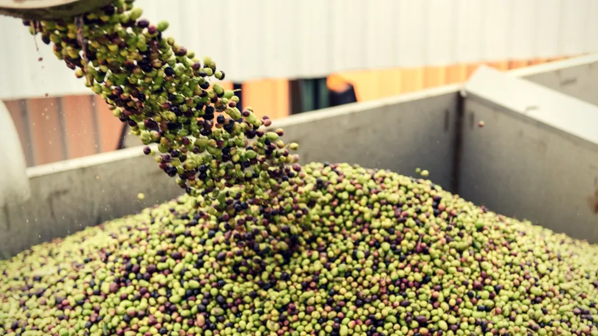 La encuesta analizó el presente del sector olivícola, junto al de la vitivinicultura y otros sectores clave del agro mendocino La encuesta analizó el presente del sector olivícola, junto al de la vitivinicultura y otros sectores clave del agro mendocino