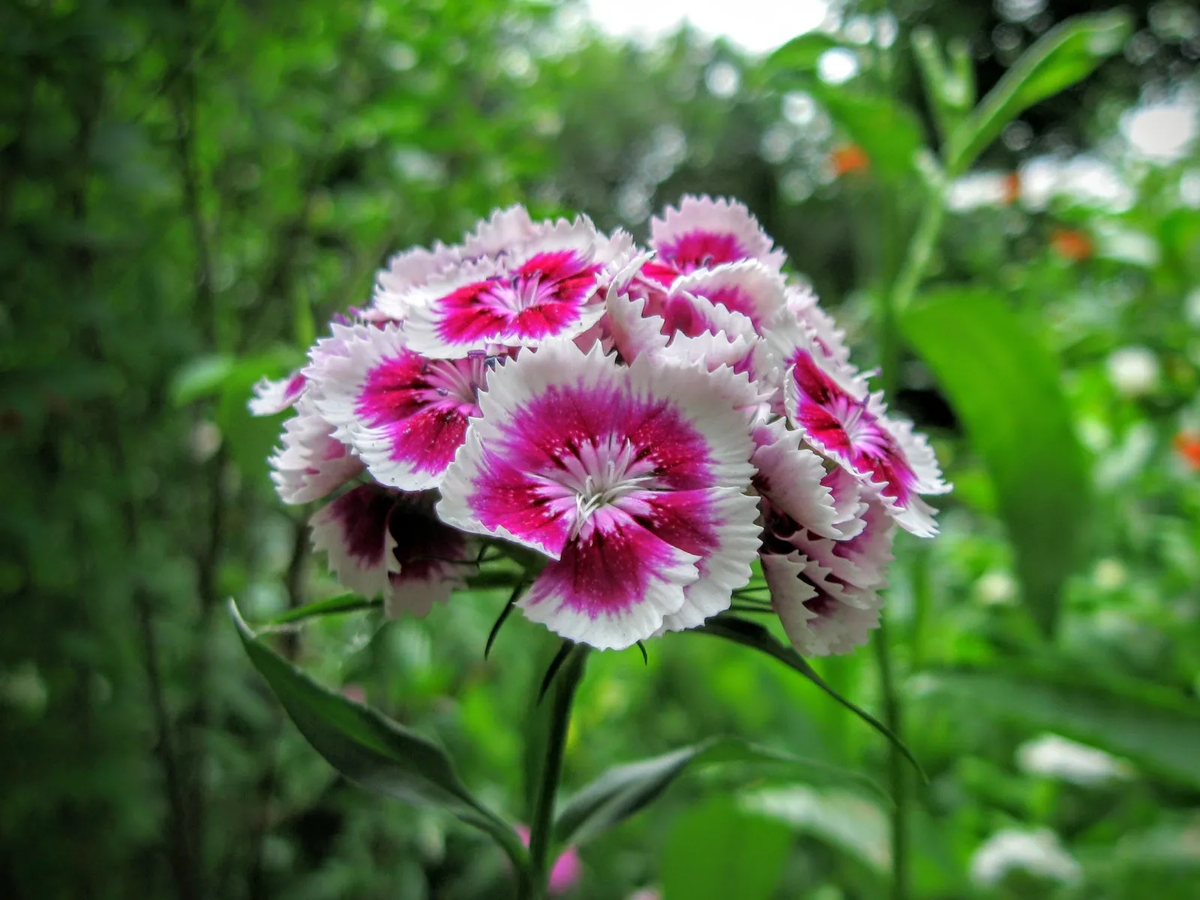 Las flores de clavelina pueden ser de varios colores, incluyendo rojo, rosa y blanco. Imagen: Pexels Las flores de clavelina pueden ser de varios colores, incluyendo rojo, rosa y blanco. Imagen: Pexels