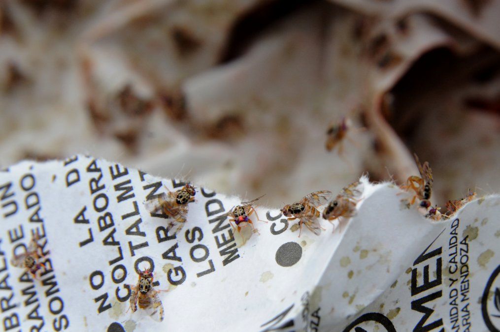 Mosca del mediterráneo: liberan millones insectos estériles