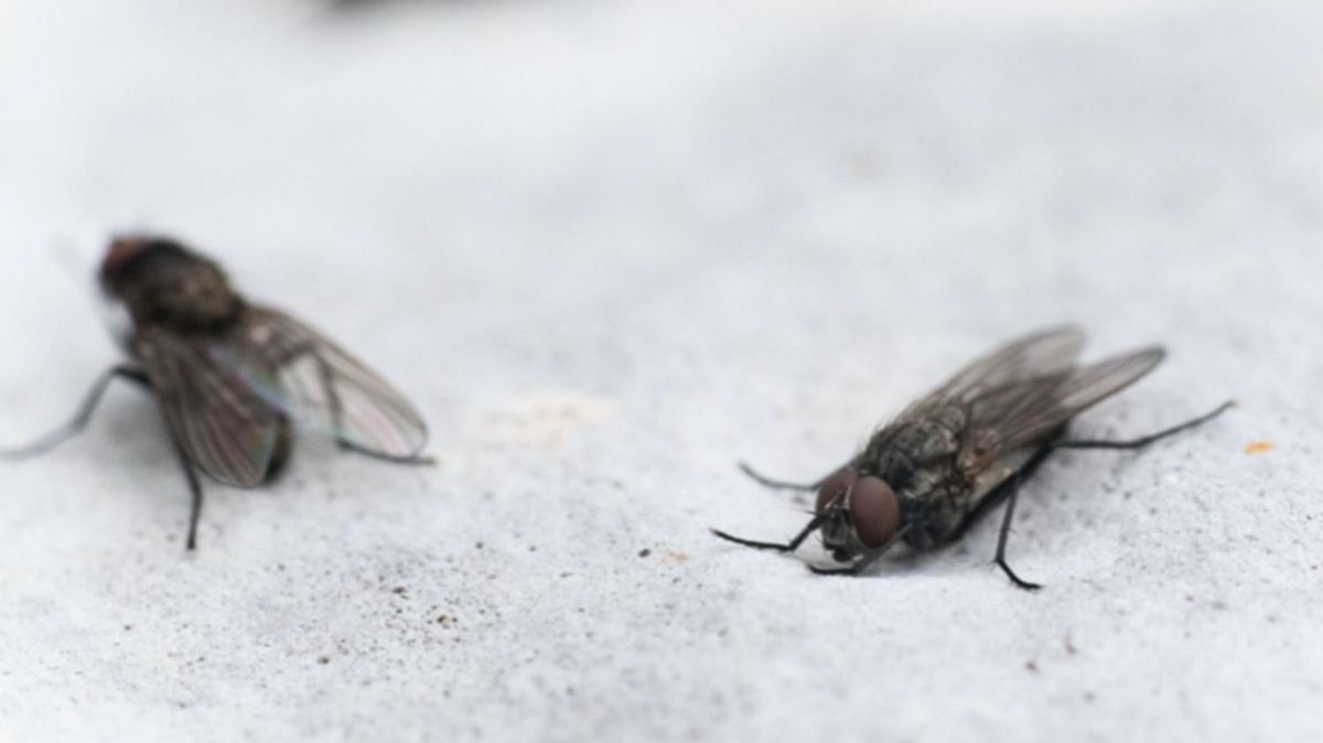 Cómo usar la planta de romero para eliminar las moscas de la cocina de forma natural Cómo usar la planta de romero para eliminar las moscas de la cocina de forma natural