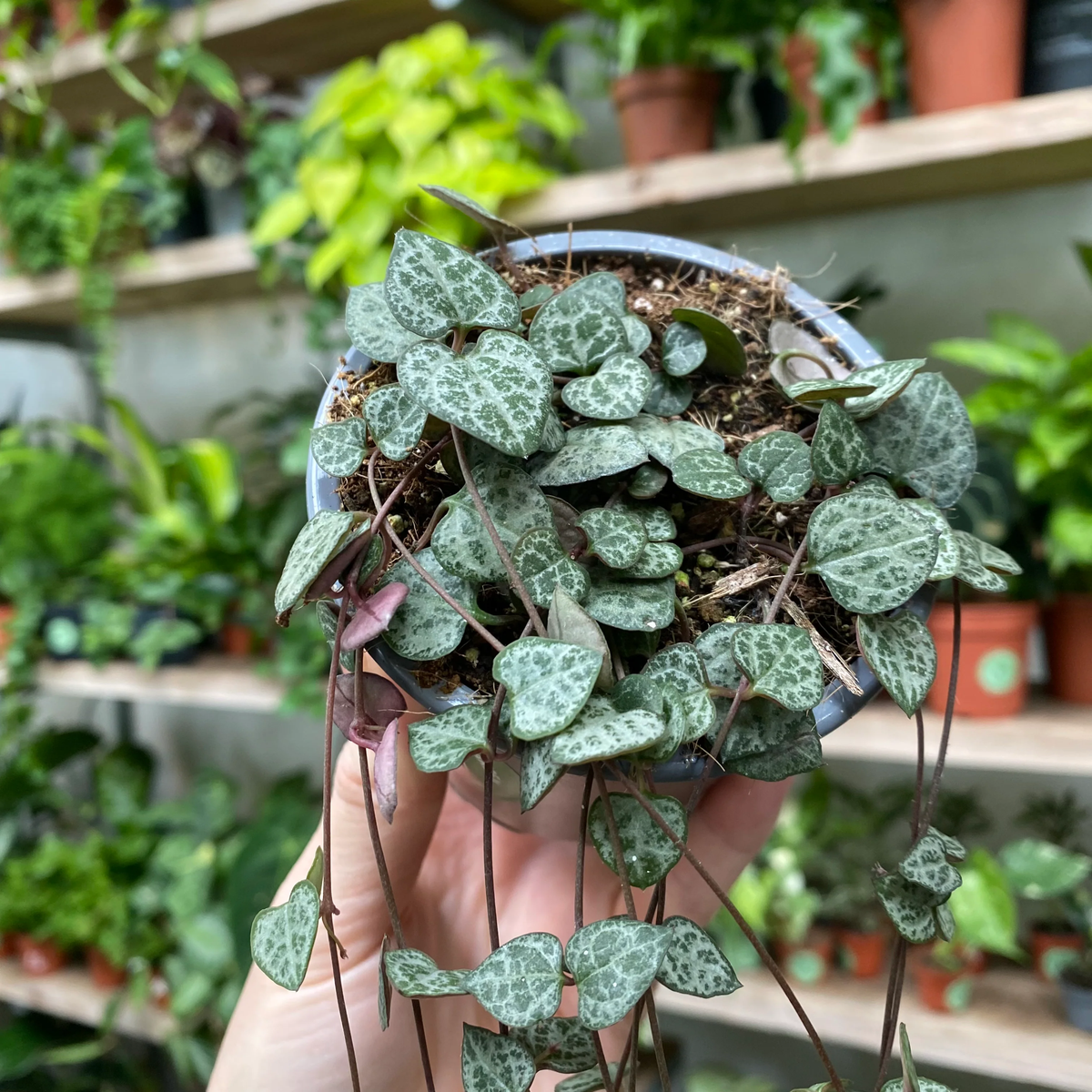 Lo ideal es ubicar tu planta en un lugar donde reciba luz indirecta brillante, cerca de una ventana. Imagen: Pexels. Lo ideal es ubicar tu planta en un lugar donde reciba luz indirecta brillante, cerca de una ventana. Imagen: Pexels.