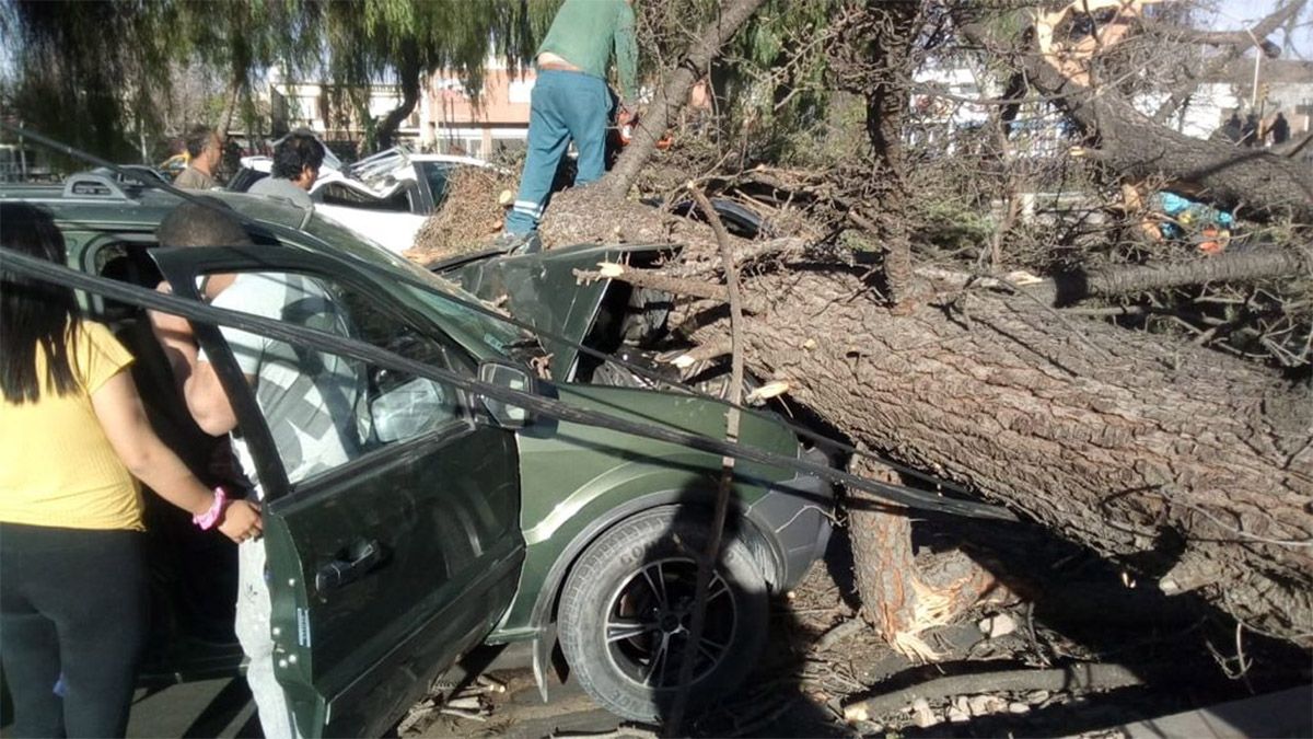 Otra imagen de los autos dañados por la caída de un árbol en la Costanera.
