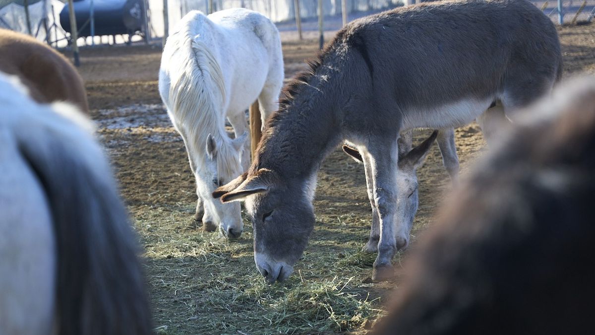 Cuatro burritos viven pacíficamente en manada con otros caballos. Cuatro burritos viven pacíficamente en manada con otros caballos.