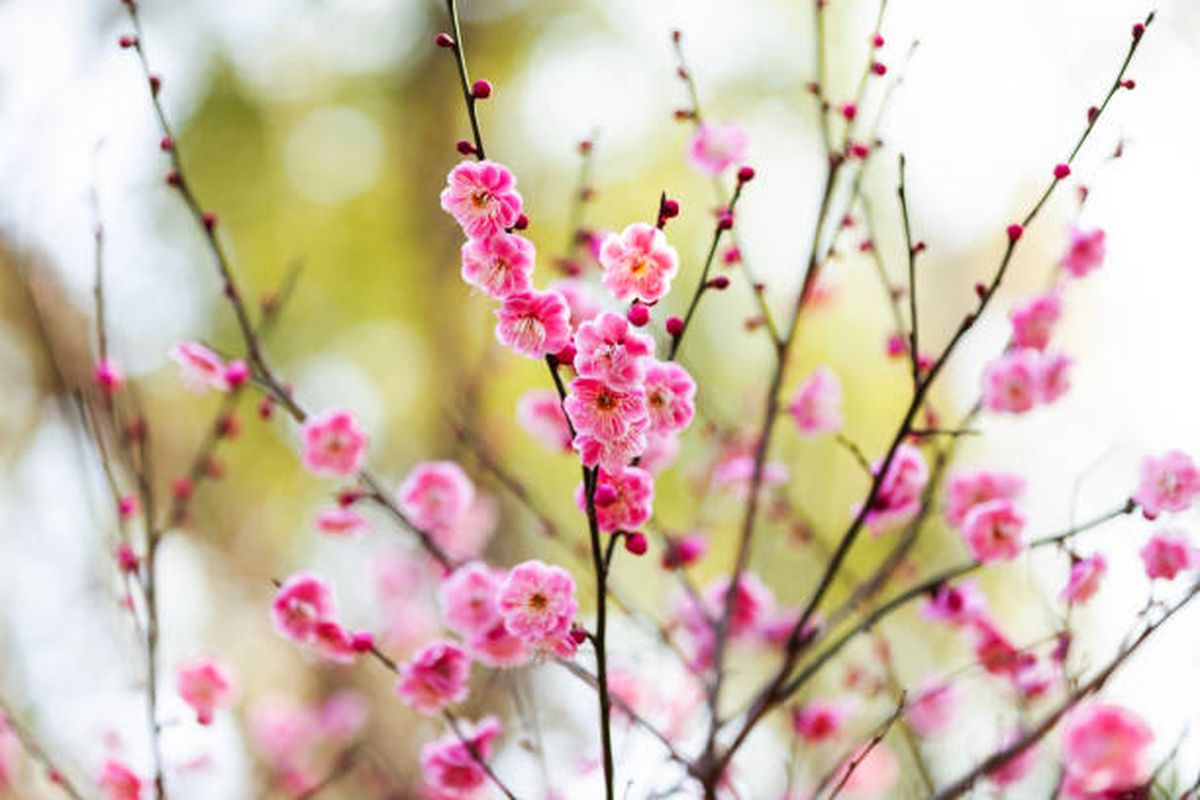 Estas flores llenarán de vida tu jardín. Estas flores llenarán de vida tu jardín.