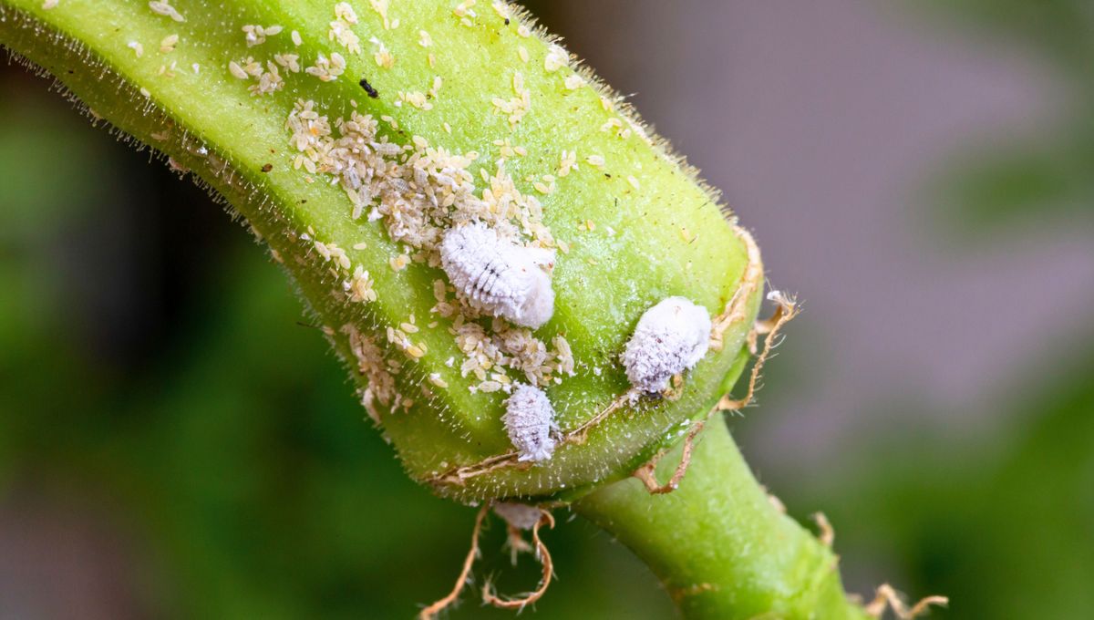 Esta plaga absorbe la savia de las plantas. Esta plaga absorbe la savia de las plantas. 