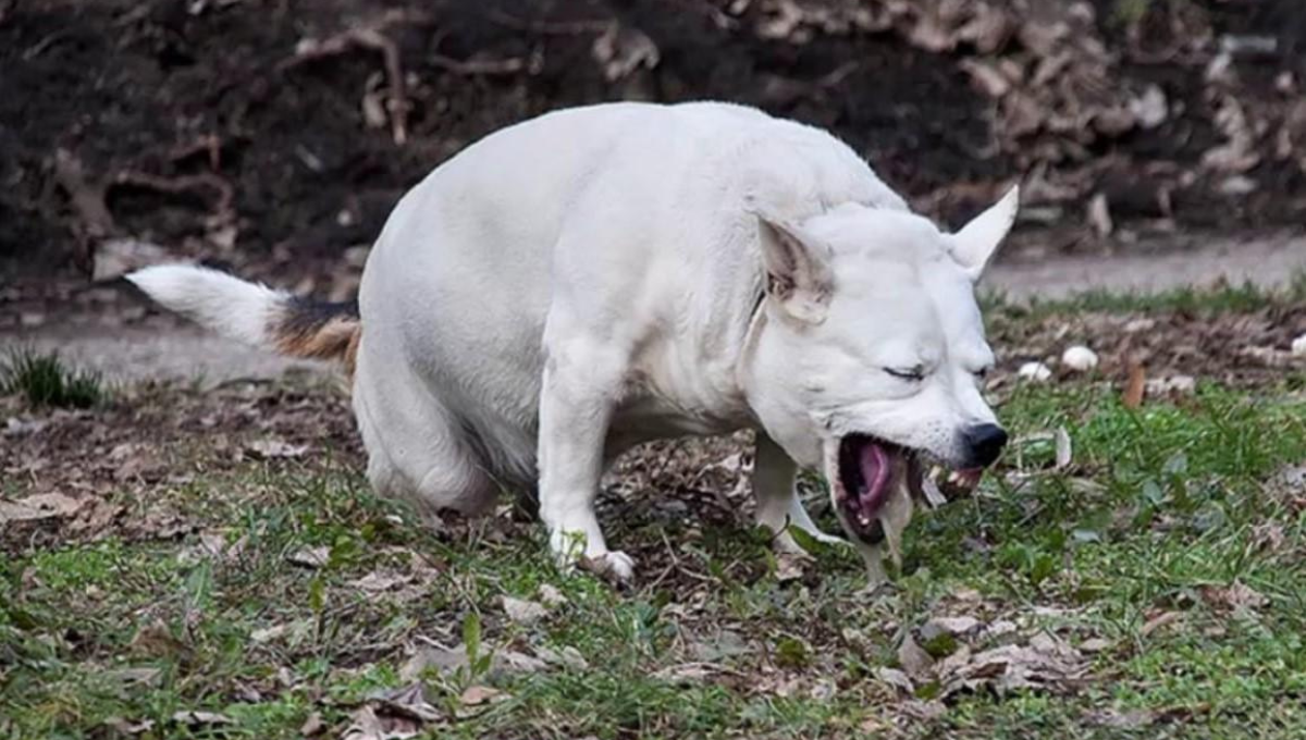 Ciencia veterinaria: qué significa que mi perro vomite amarillo