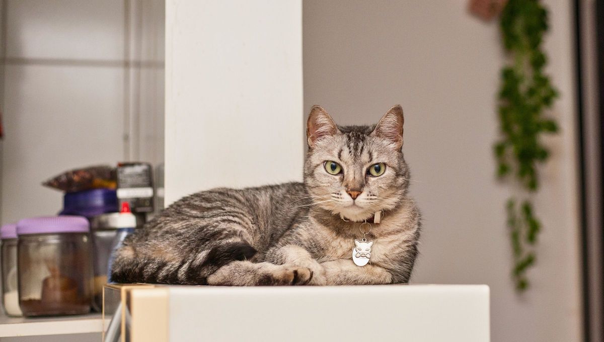 Raza de gato drag&oacute;n li, originario de China.