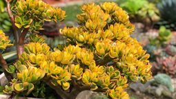 Árbol de jade: cómo cambiarle el color a las hojas en primavera