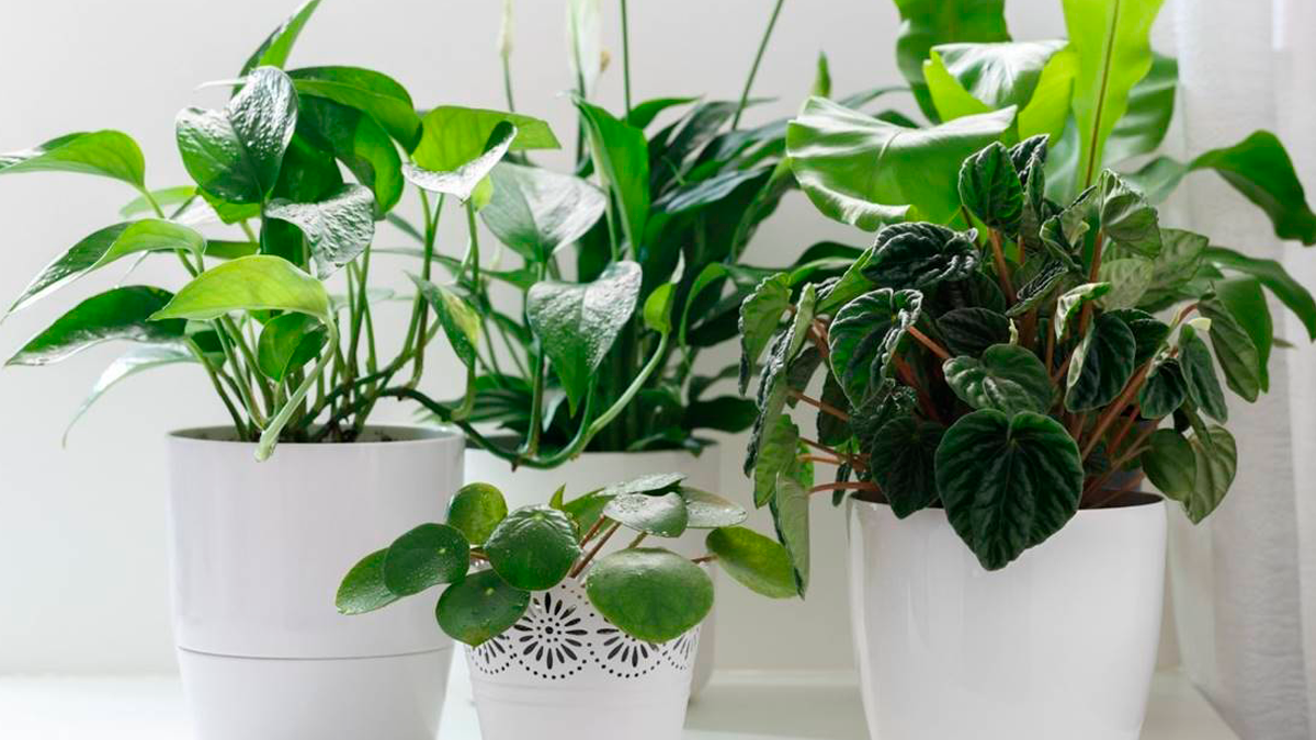 Las plantas de interiores son uno de los mejores trucos caseros para mantener purificados los ambientes.